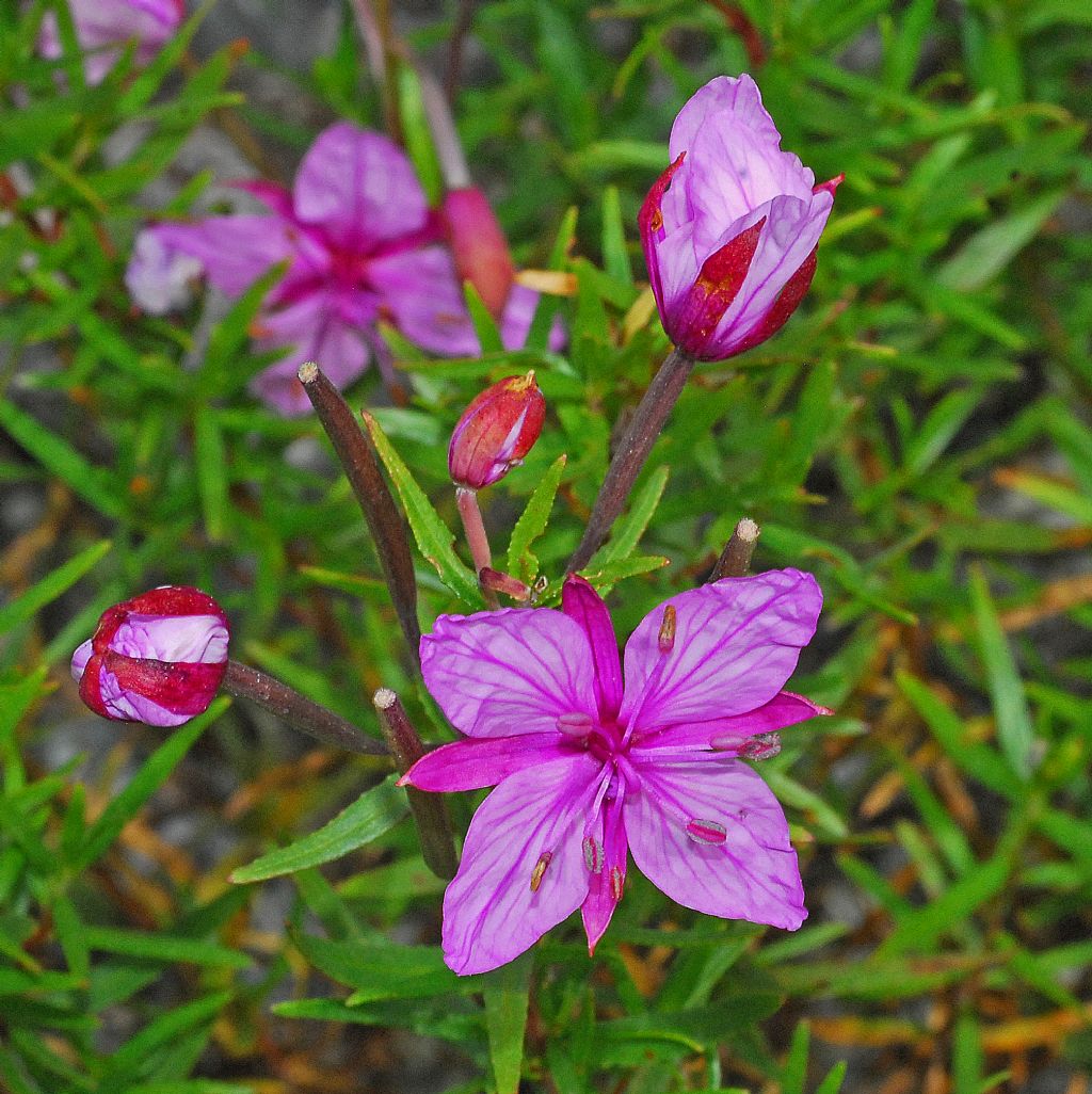 Epilobi rasoterra:  Chamaenerion fleischeri